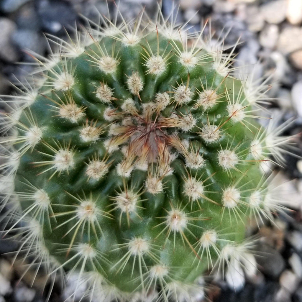 Notocactus werdermannianus