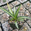 Sisal Century Plant - Agave sisalana mediopicta