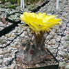 Acanthocalycium glaucum