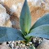 Century Plant - Agave Americana