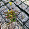 Euphorbia milii Yellow – Crown of Thorns