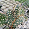 Opuntia parryi serpentina cristata