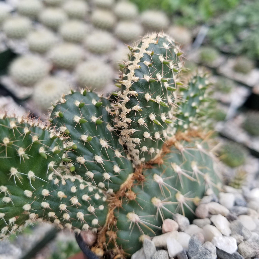 Opuntia parryi serpentina cristata