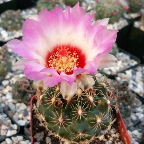 Thelocactus bicolor ssp. schwarzii