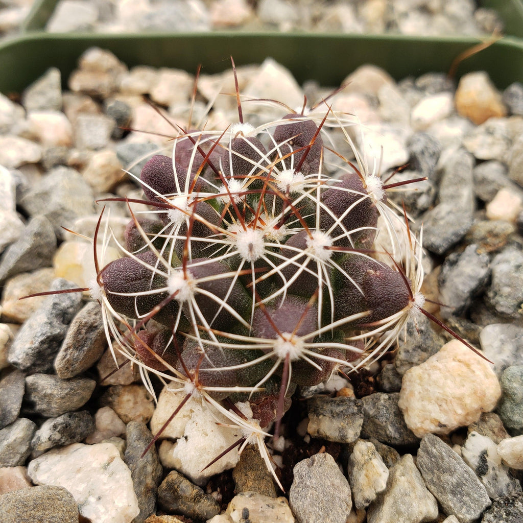 Mammillaria melaleuca