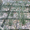 Albuca namaquensis