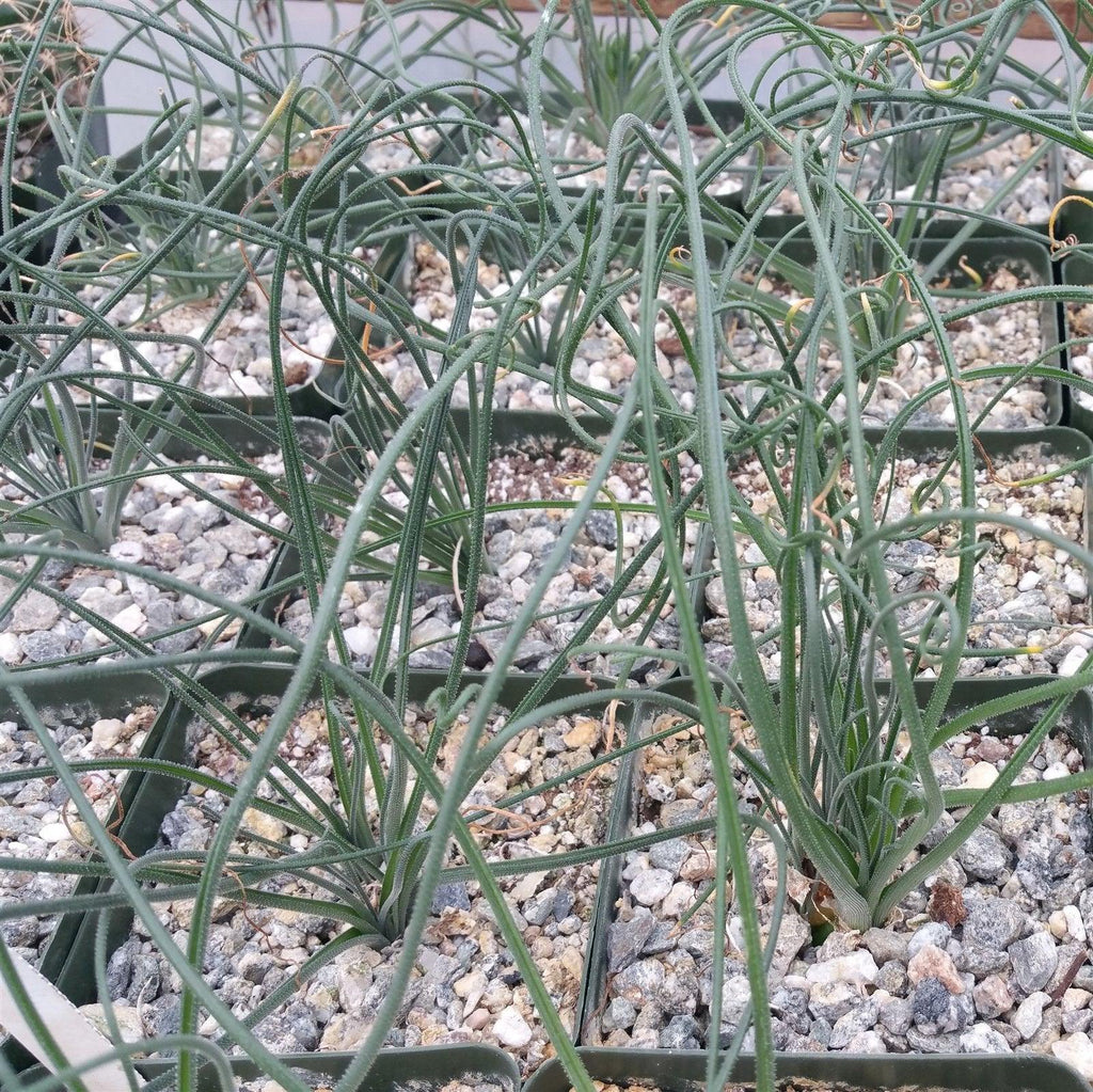 Albuca namaquensis