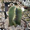 Cereus peruvianus spiralis twist