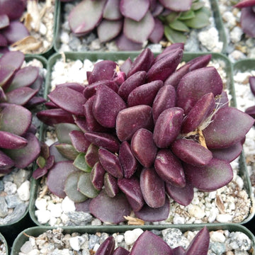 succulent with dark purple leaves 'Sand Rose Succulent