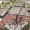 Gasteria verrucosa