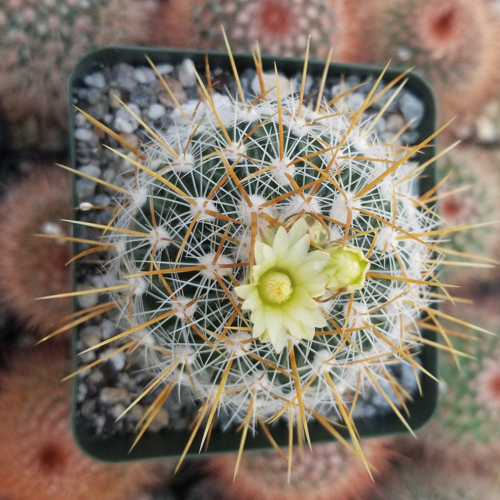 Echinofossulocactus albatus