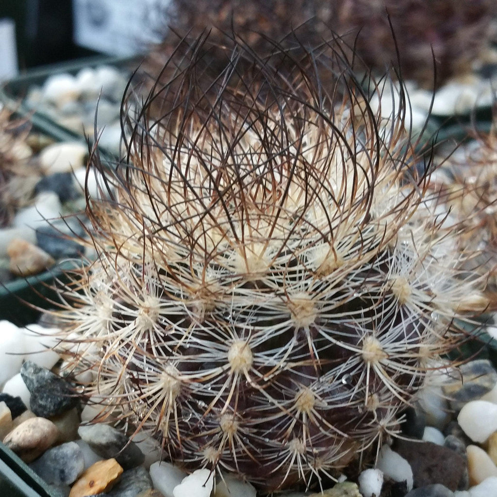 Neoporteria bicolor or Eriosyce islayensis