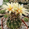 Hamatocactus setispinus