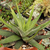 Haworthia attenuata concolor