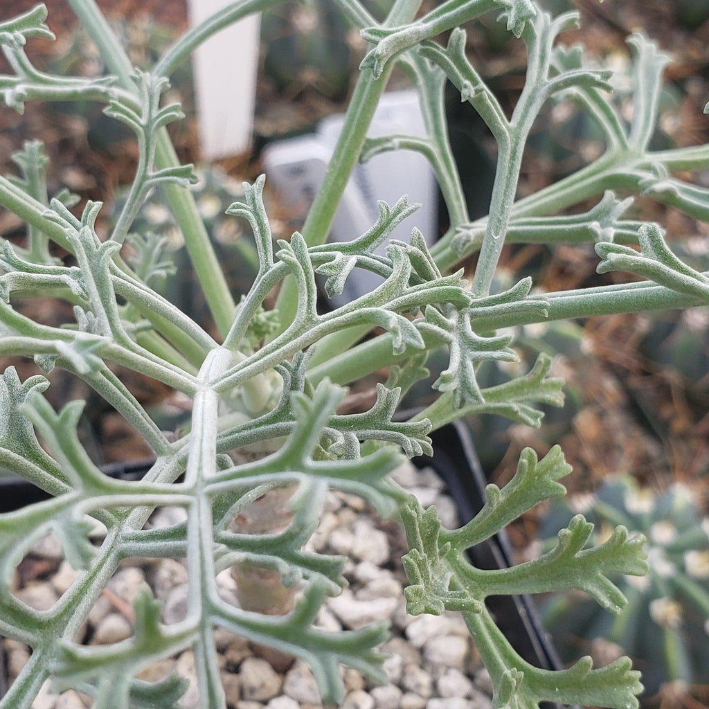 Pelargonium paniculatum