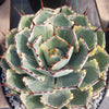 Variegated Butterfly Agave - Agave potatorum &