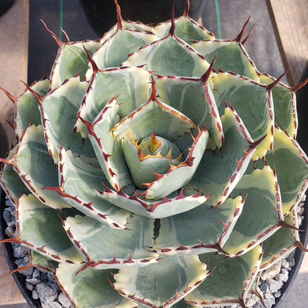 Variegated Butterfly Agave - Agave potatorum &