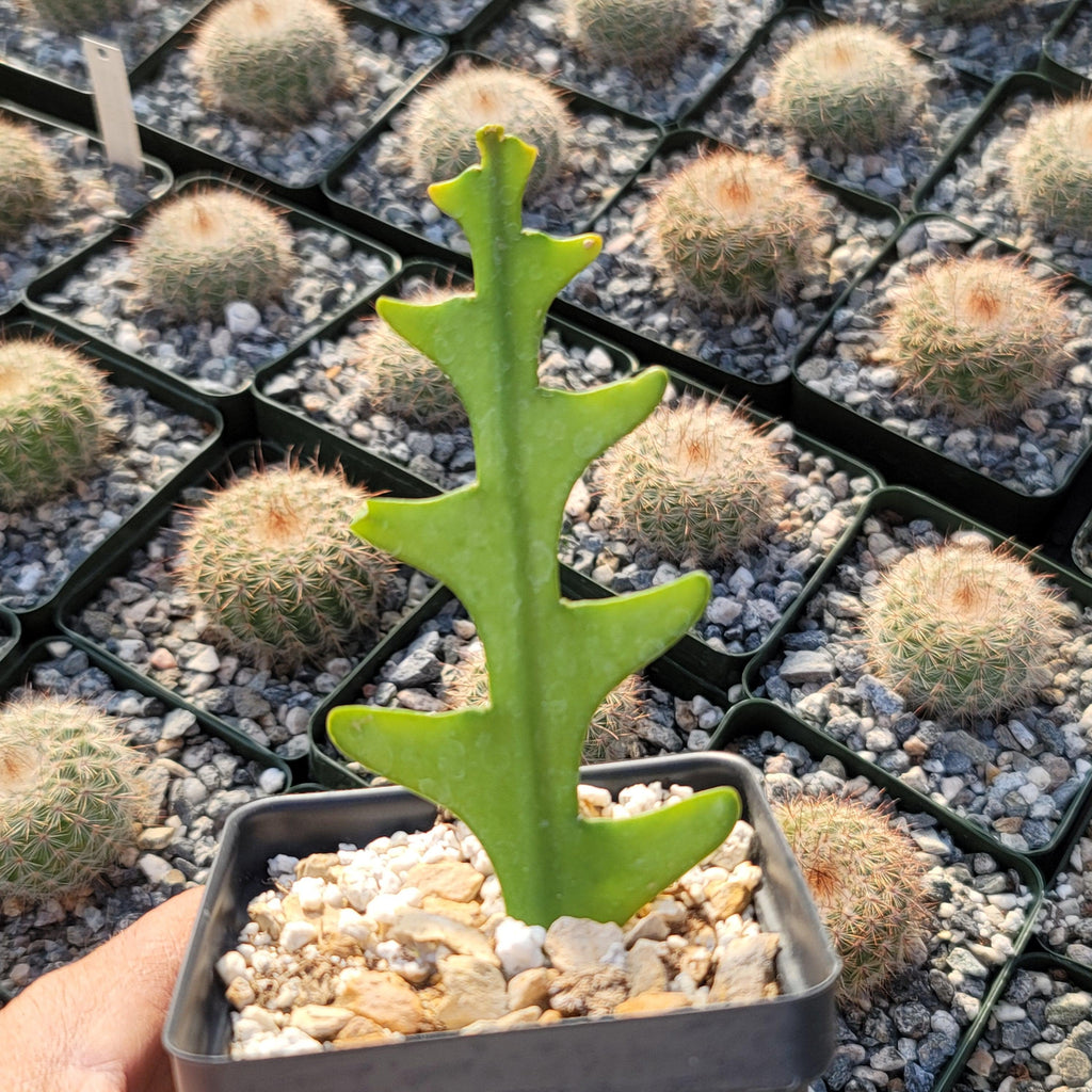Fishbone Cactus ‘Selenicereus anthonyanus’ - Ric Rac Cactus