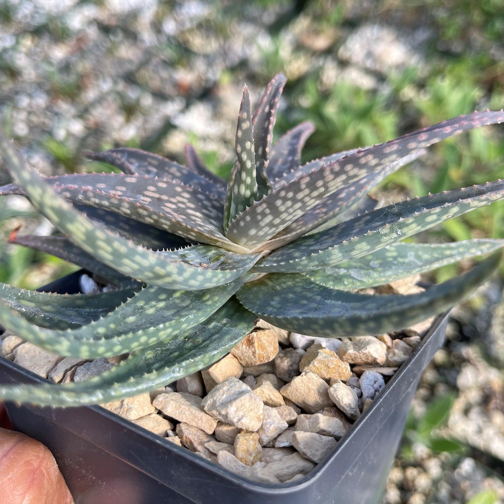 Aloe pictifolia