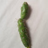 Cylindropuntia Imbricata cholla unrooted cuttings