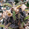 Euphorbia decaryi spirosticha