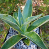 Variegated Smooth Agave - Agave desmettiana variegata