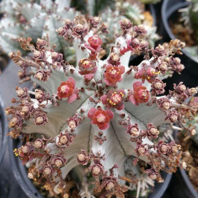 Euphorbia horrida hybrid