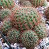 Rebutia donaldiana fiebrigii