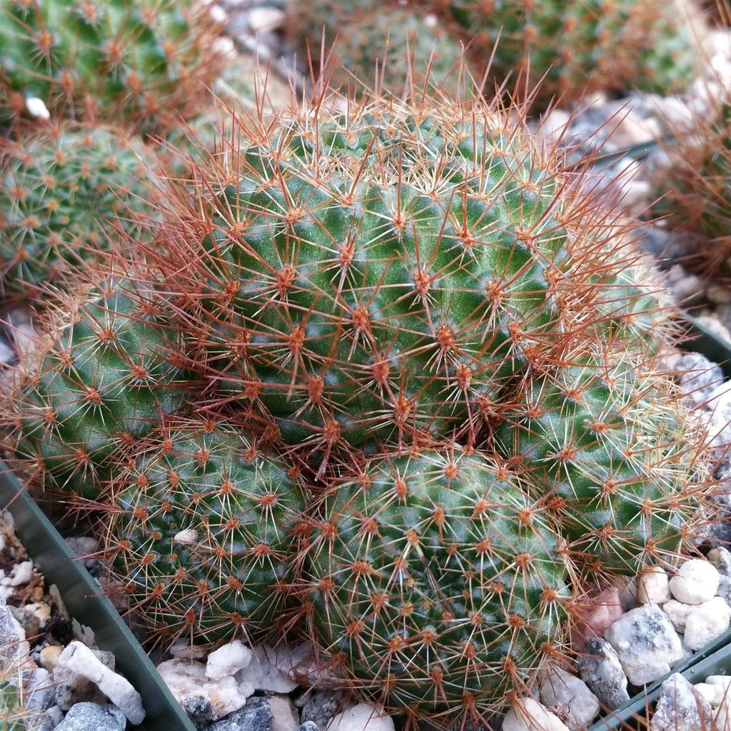 Rebutia donaldiana fiebrigii
