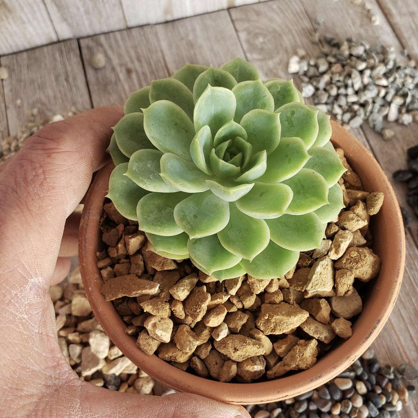 river rock succulents 1 Lb 3/8 California gold river rock Cactus and Succulent Top Soil Dres – Planet Desert