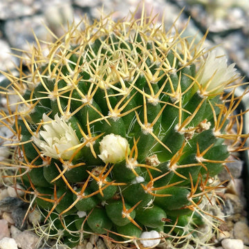 mammillaria succulent Mammillaria camptotricha marnier