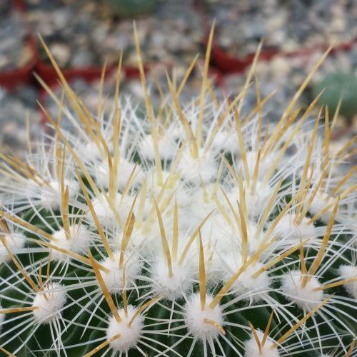 Echinofossulocactus albatus