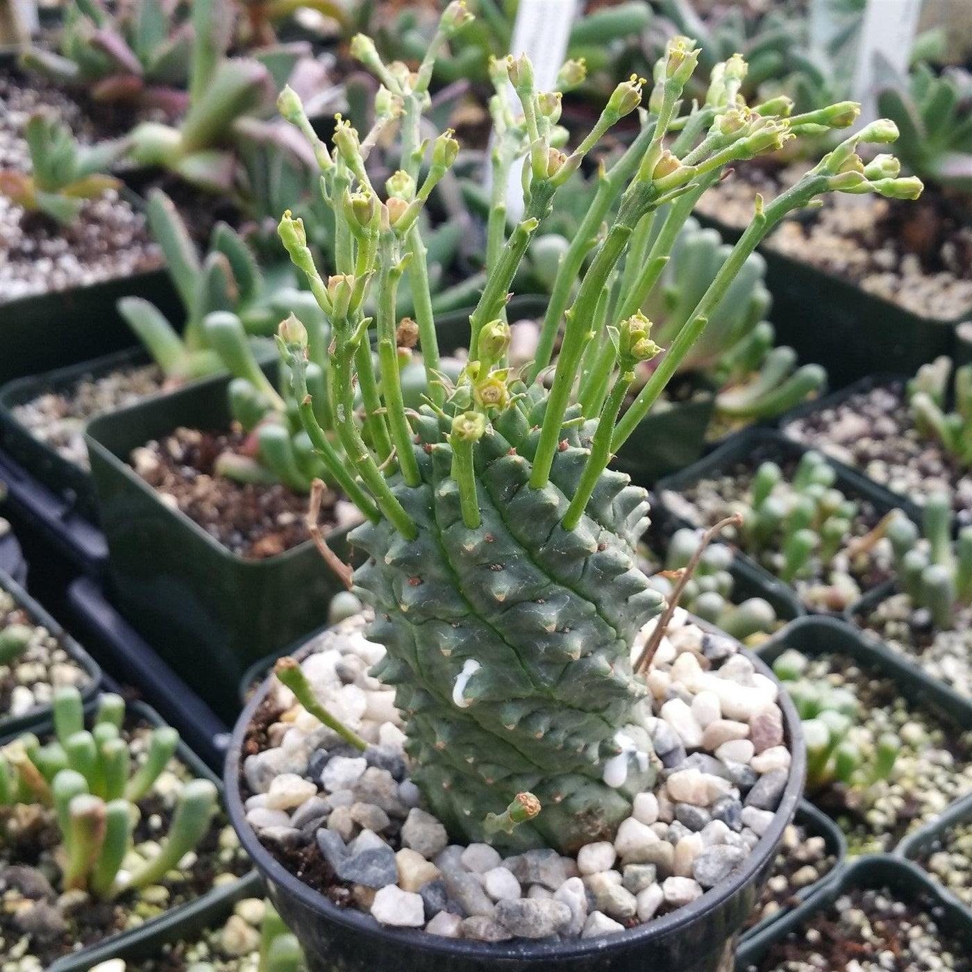 spiny succulent plant Euphorbia spiralis – Planet Desert