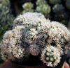 Mammillaria gracilis fragilis monstrose