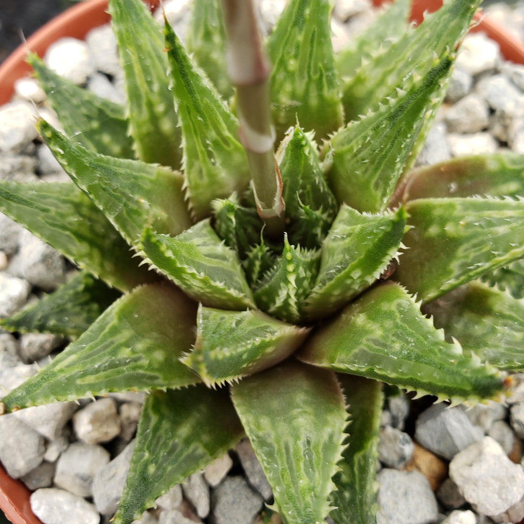 Haworthia guttata