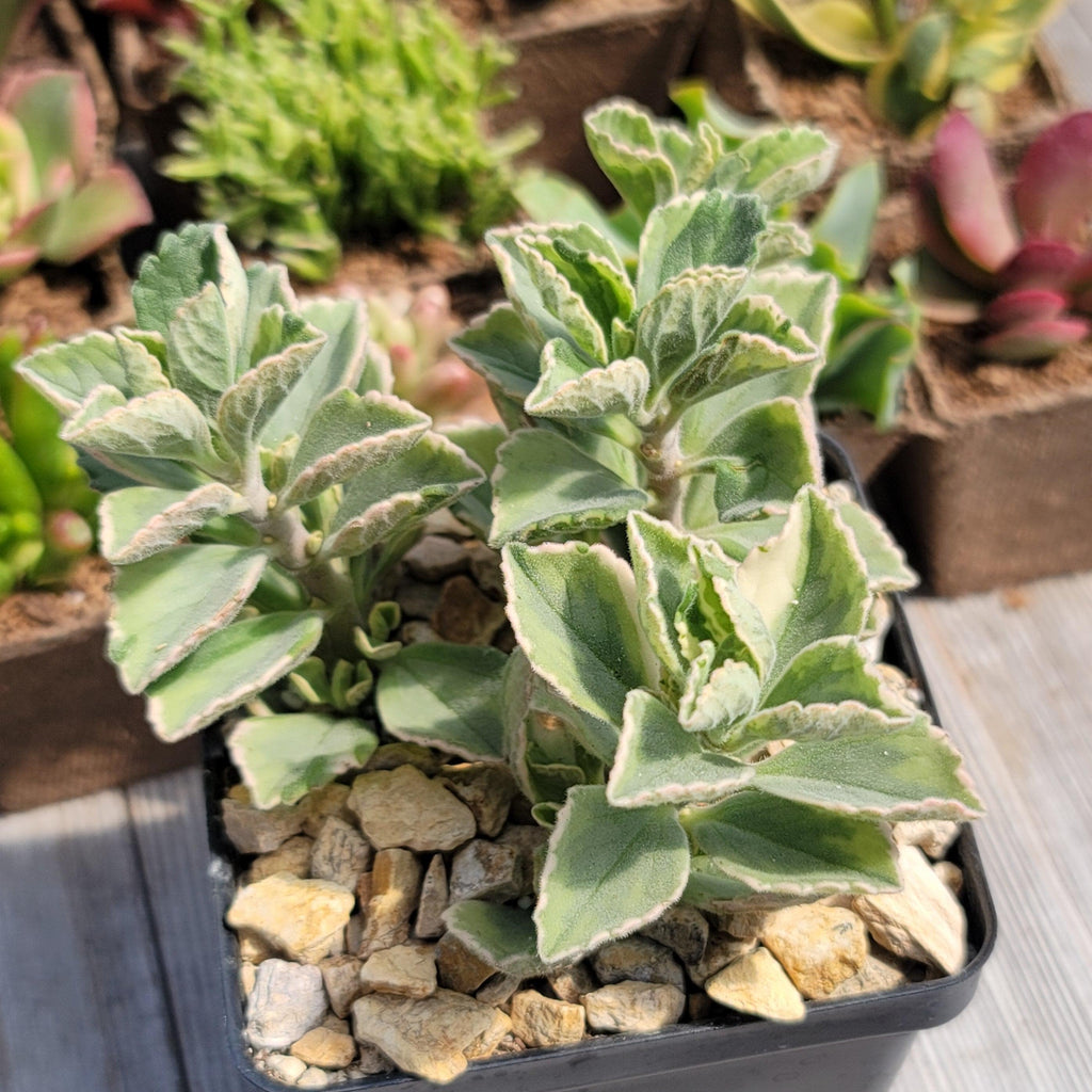 Plectranthus neochilus variegata