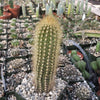 Austrocephalocereus estevesii