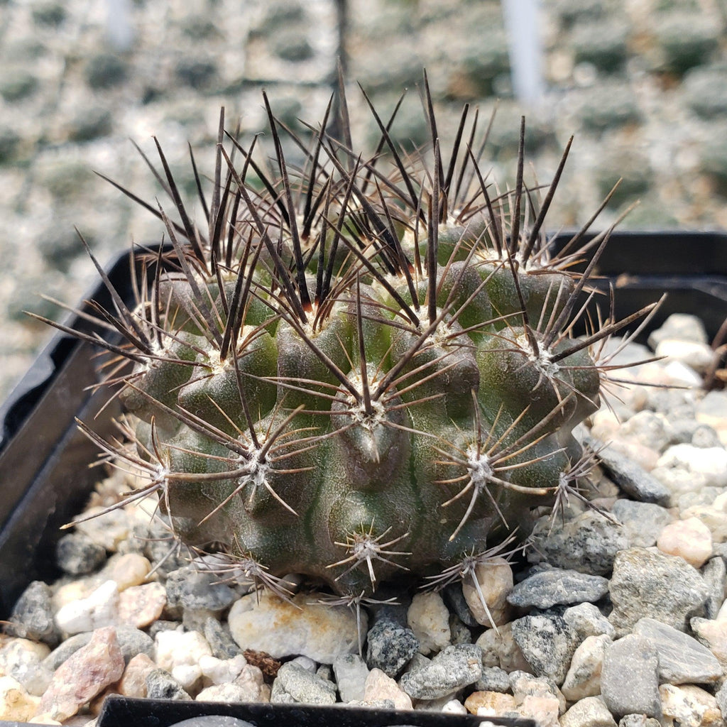 Neoporteria Violaciflora