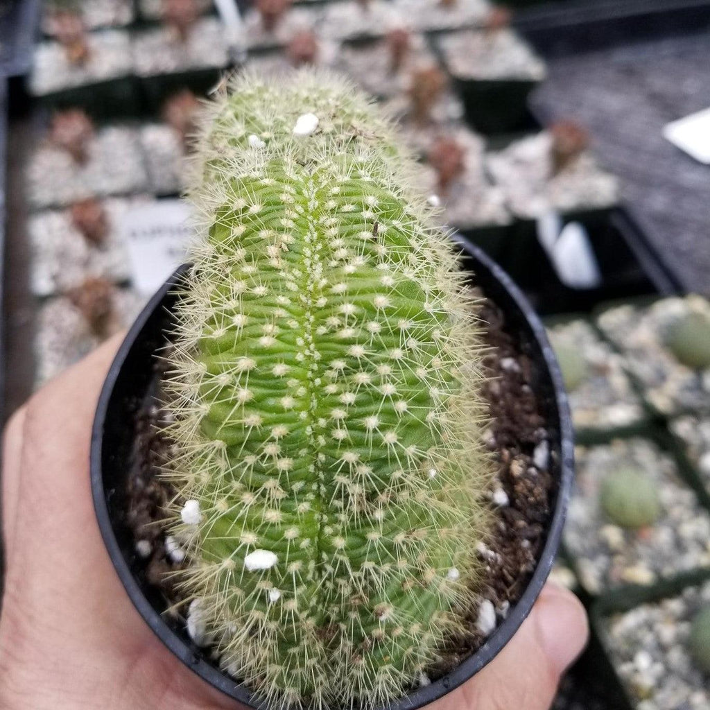 Trichocereus huascha cristata