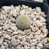 Pseudolithos eylensis