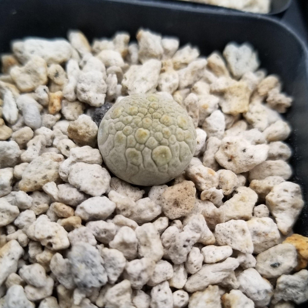 Pseudolithos eylensis