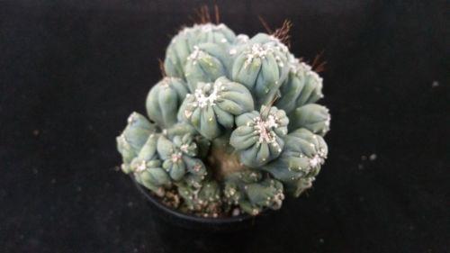 Cereus forbesii monstrose &