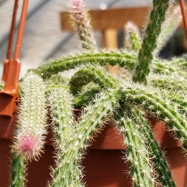 Aporocactus flageliformis rat 3 Cuttings