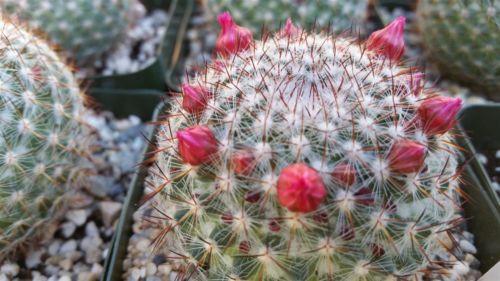 Rainbow Pincushion - Mammillaria rhodantha mccartenii
