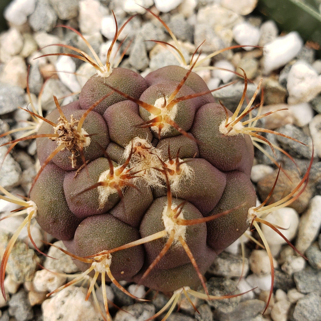 Gymnocalycium pflanzii albipulpa
