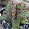 Aloe castilloniae