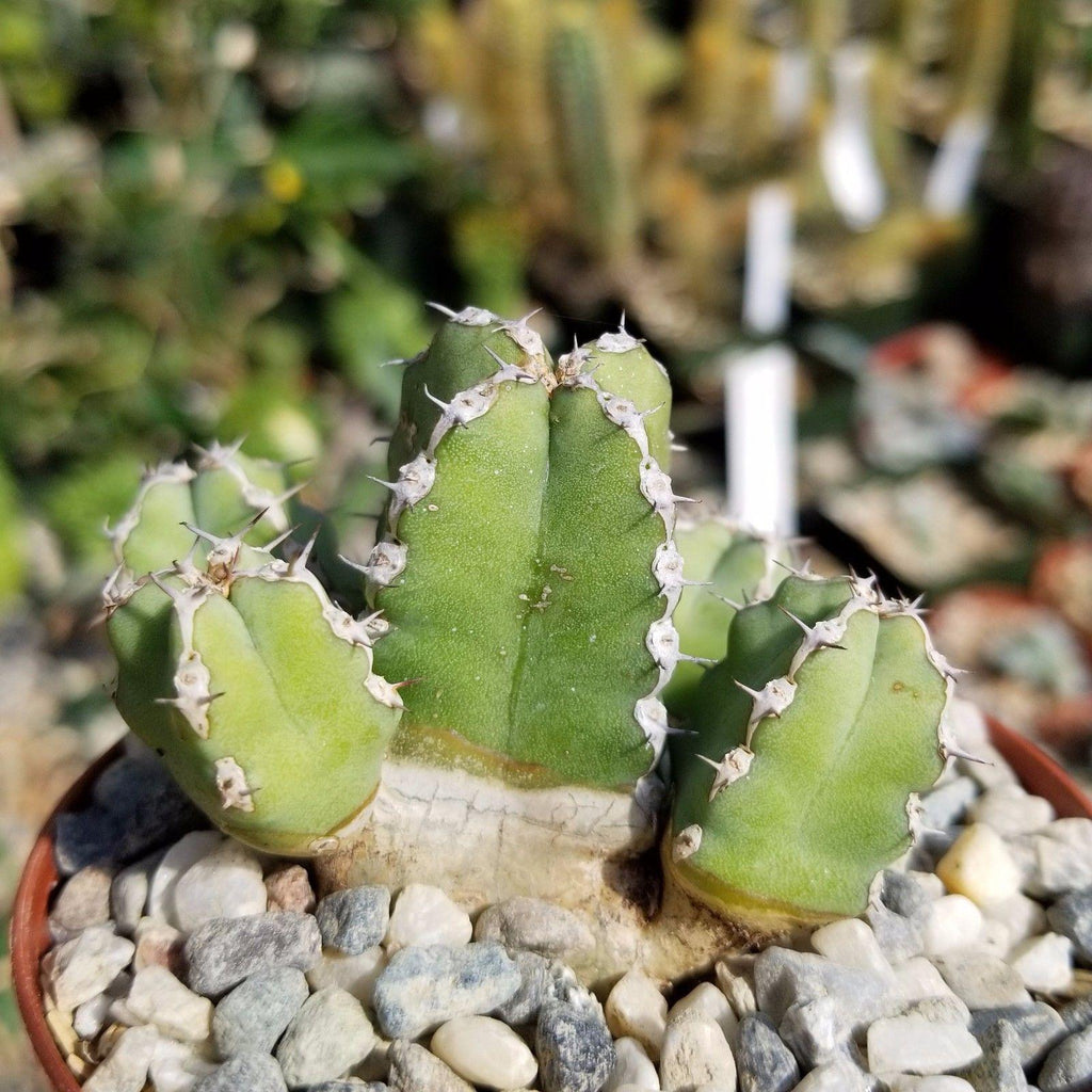 Euphorbia makallensis