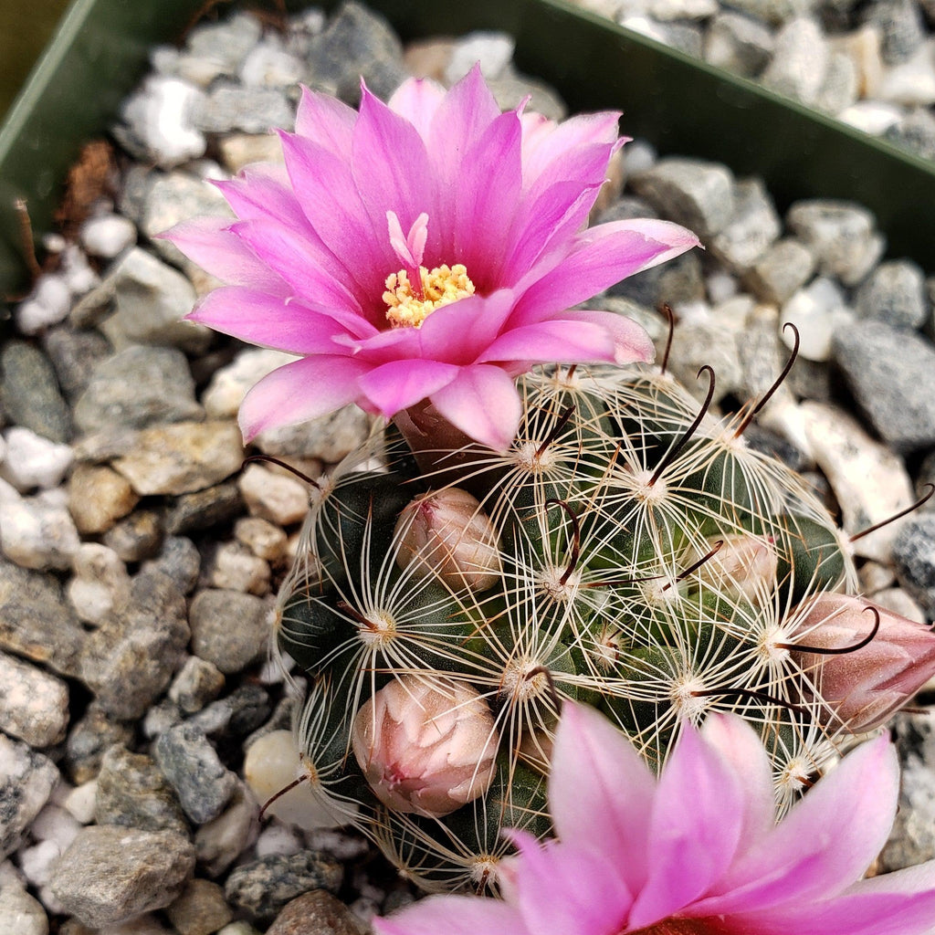 Mammillaria longiflora stampferi