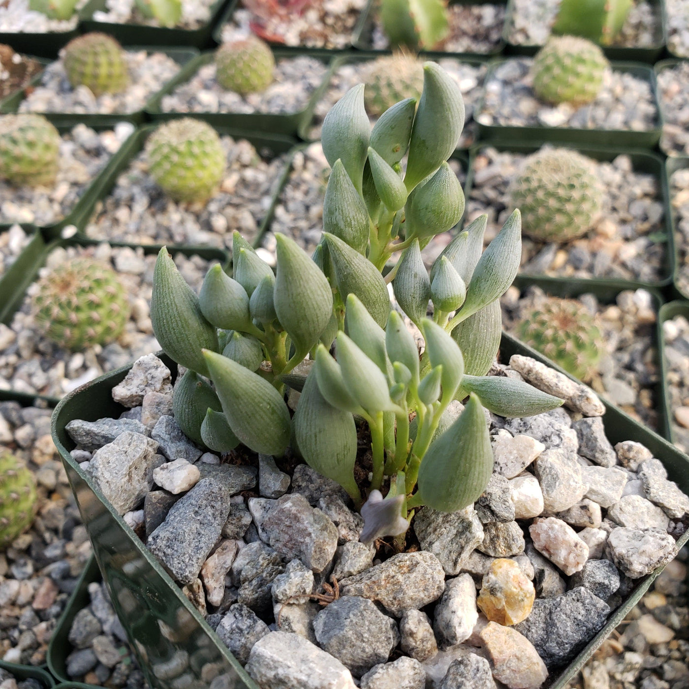 tears succulent Shop 'String of Tears