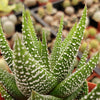 Haworthia attenuata concolor